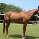 Gaucho