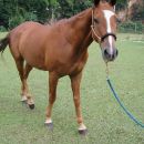 Gaucho                               